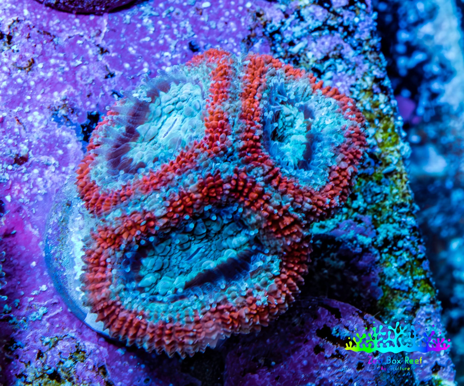 Ultra Acan Coral - Micromussa Lordhowensis - Acan Frag WYSIWYG G2R3B1 Ultra Acan Coral - Micromussa Lordhowensis - Acan Frag WYSIWYG G2R3B1 LPS Coral Ultra Acan Coral - Micromussa Lordhowensis - Acan Frag WYSIWYG G2R3B1 Zeo Box Reef