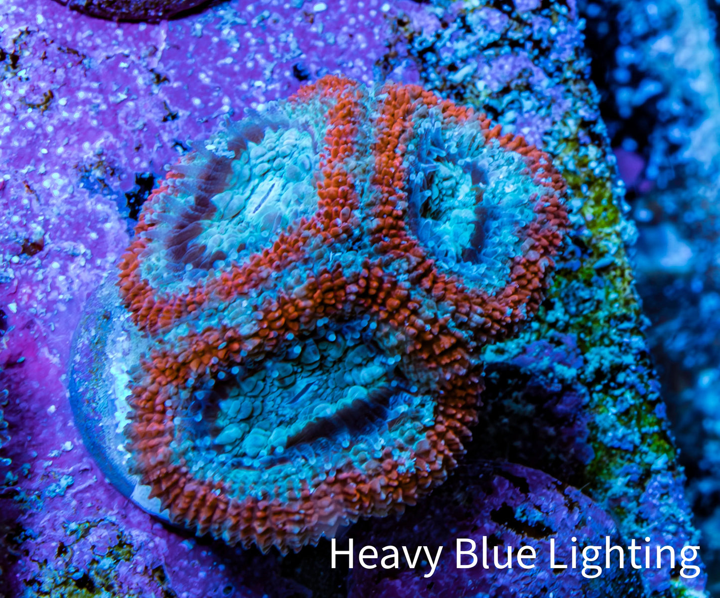 Ultra Acan Coral - Micromussa Lordhowensis - Acan Frag WYSIWYG G2R3B1 Ultra Acan Coral - Micromussa Lordhowensis - Acan Frag WYSIWYG G2R3B1 LPS Coral Ultra Acan Coral - Micromussa Lordhowensis - Acan Frag WYSIWYG G2R3B1 Zeo Box Reef