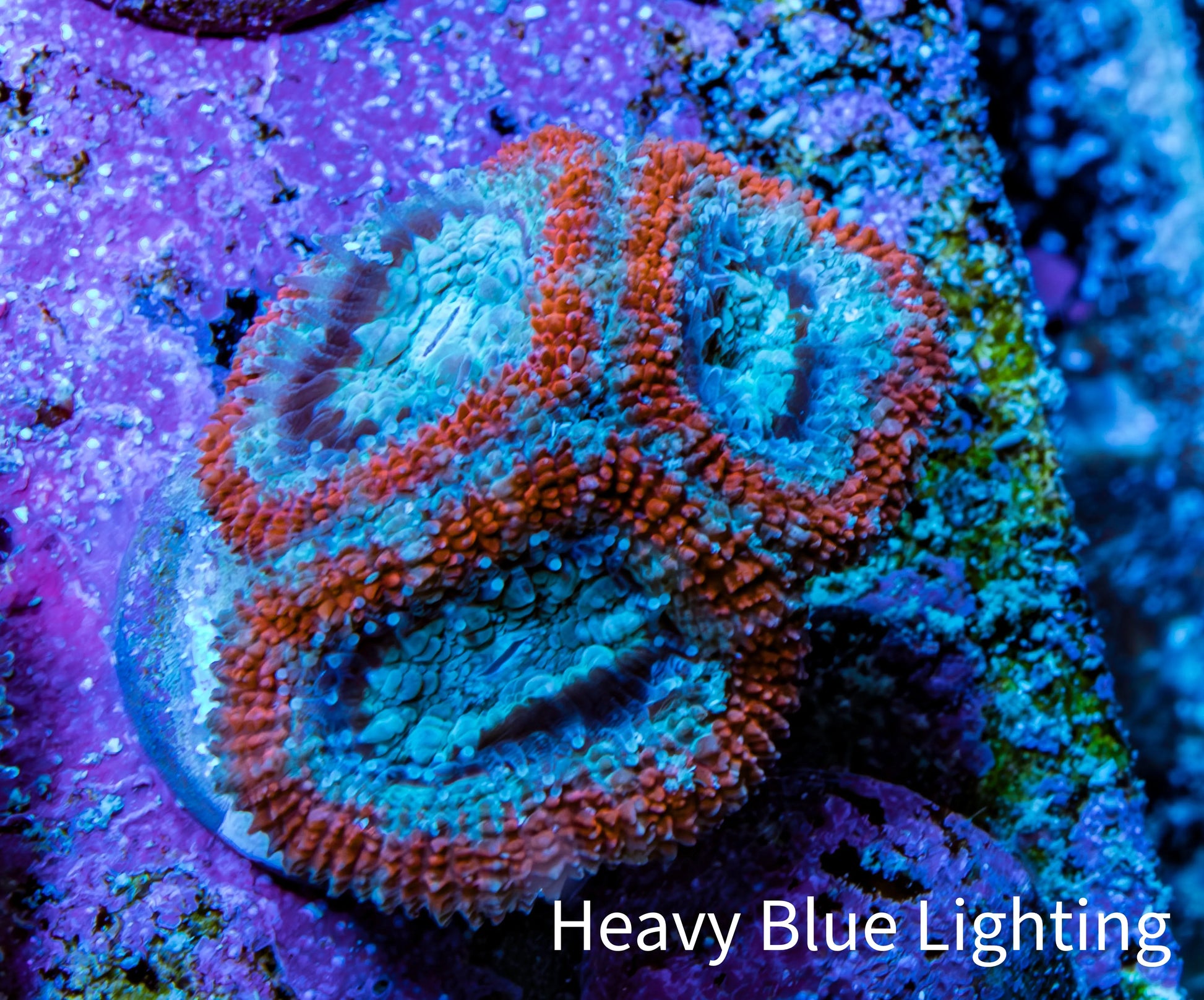 Ultra Acan Coral - Micromussa Lordhowensis - Acan Frag WYSIWYG G2R3B1 Ultra Acan Coral - Micromussa Lordhowensis - Acan Frag WYSIWYG G2R3B1 LPS Coral Ultra Acan Coral - Micromussa Lordhowensis - Acan Frag WYSIWYG G2R3B1 Zeo Box Reef