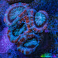 Ultra Acan Coral - Micromussa Lordhowensis - Acan Frag WYSIWYG G4R3B1 Ultra Acan Coral - Micromussa Lordhowensis - Acan Frag WYSIWYG G4R3B1 LPS Coral Ultra Acan Coral - Micromussa Lordhowensis - Acan Frag WYSIWYG G4R3B1 Zeo Box Reef