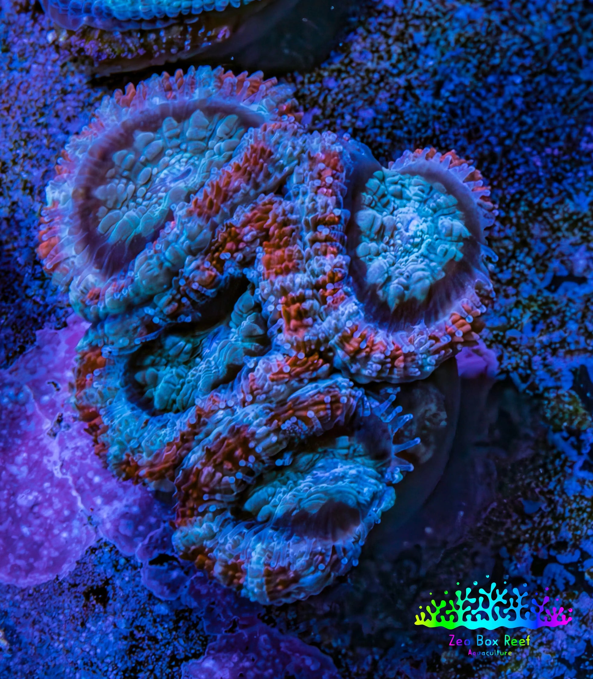 Ultra Acan Coral - Micromussa Lordhowensis - Acan Frag WYSIWYG G4R3B1 Ultra Acan Coral - Micromussa Lordhowensis - Acan Frag WYSIWYG G4R3B1 LPS Coral Ultra Acan Coral - Micromussa Lordhowensis - Acan Frag WYSIWYG G4R3B1 Zeo Box Reef