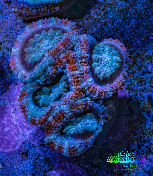 Ultra Acan Coral - Micromussa Lordhowensis - Acan Frag WYSIWYG G4R3B1 Ultra Acan Coral - Micromussa Lordhowensis - Acan Frag WYSIWYG G4R3B1 LPS Coral Ultra Acan Coral - Micromussa Lordhowensis - Acan Frag WYSIWYG G4R3B1 Zeo Box Reef