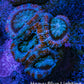 Ultra Acan Coral - Micromussa Lordhowensis - Acan Frag WYSIWYG G4R3B1 Ultra Acan Coral - Micromussa Lordhowensis - Acan Frag WYSIWYG G4R3B1 LPS Coral Ultra Acan Coral - Micromussa Lordhowensis - Acan Frag WYSIWYG G4R3B1 Zeo Box Reef
