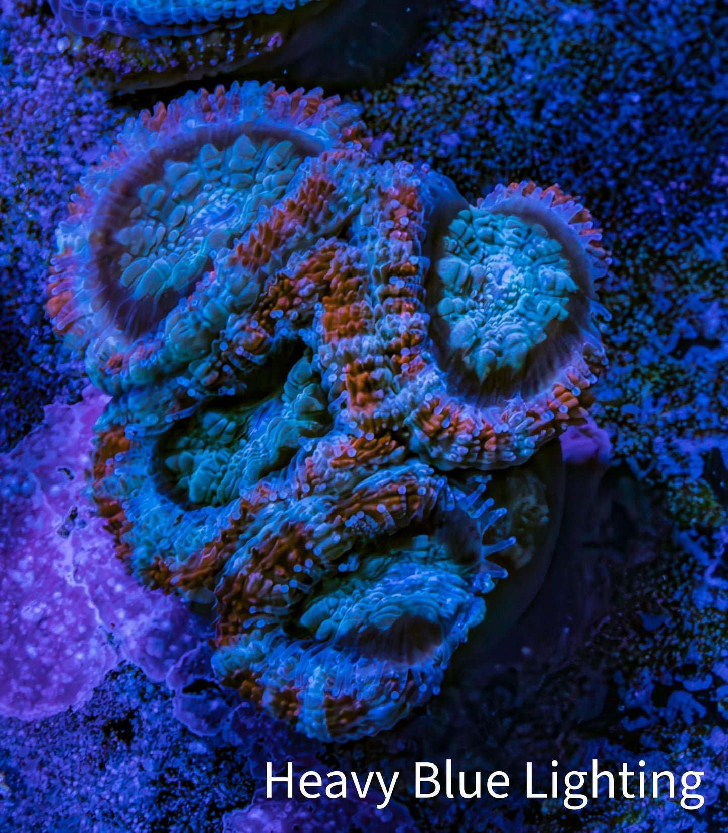 Ultra Acan Coral - Micromussa Lordhowensis - Acan Frag WYSIWYG G4R3B1 Ultra Acan Coral - Micromussa Lordhowensis - Acan Frag WYSIWYG G4R3B1 LPS Coral Ultra Acan Coral - Micromussa Lordhowensis - Acan Frag WYSIWYG G4R3B1 Zeo Box Reef