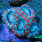 Ultra Acan Coral - Micromussa Lordhowensis - Acan Frag WYSIWYG G4R3B1 Ultra Acan Coral - Micromussa Lordhowensis - Acan Frag WYSIWYG G4R3B1 LPS Coral Ultra Acan Coral - Micromussa Lordhowensis - Acan Frag WYSIWYG G4R3B1 Zeo Box Reef
