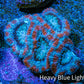 Ultra Acan Coral - Micromussa Lordhowensis - Acan Frag WYSIWYG G4R3B1 Ultra Acan Coral - Micromussa Lordhowensis - Acan Frag WYSIWYG G4R3B1 LPS Coral Ultra Acan Coral - Micromussa Lordhowensis - Acan Frag WYSIWYG G4R3B1 Zeo Box Reef