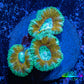 Ultra Acan Coral - Micromussa Lordhowensis - Acan Frag WYSIWYG Ultra Acan Coral - Micromussa Lordhowensis - Acan Frag WYSIWYG LPS Coral Ultra Acan Coral - Micromussa Lordhowensis - Acan Frag WYSIWYG Zeo Box Reef