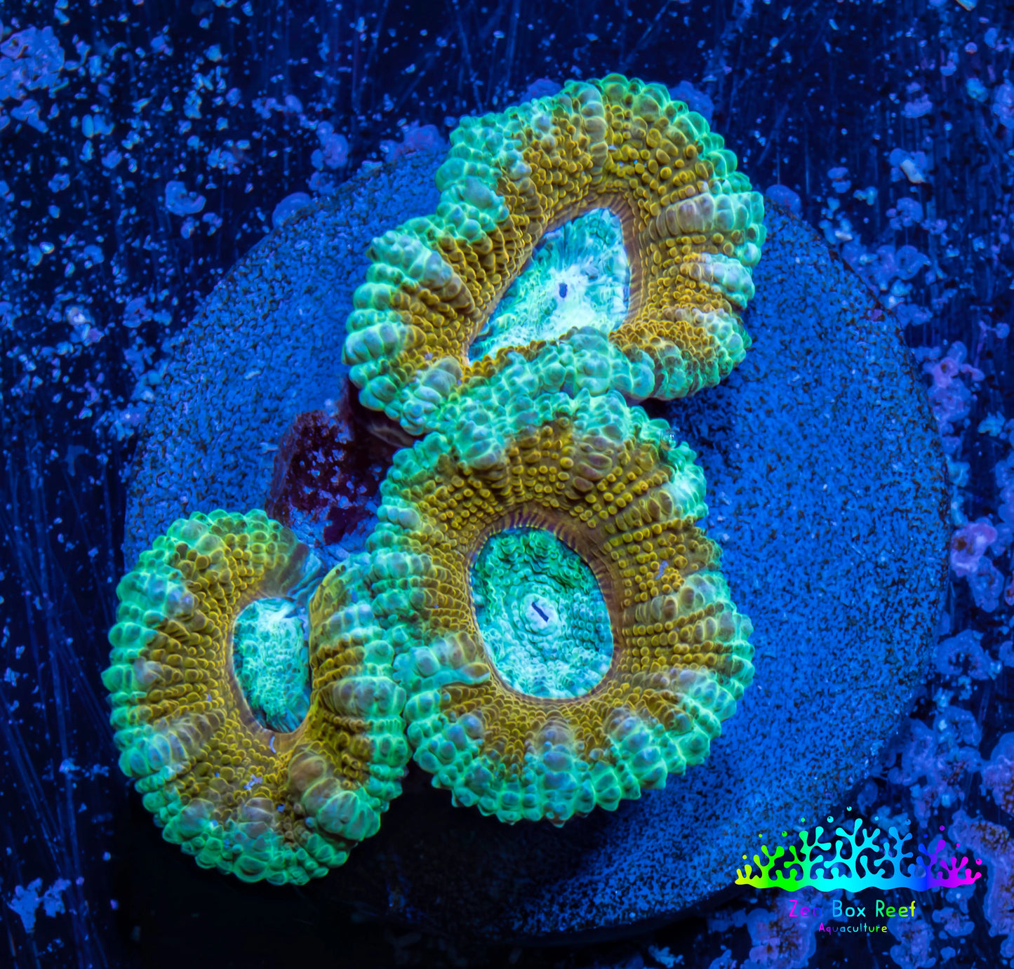 Ultra Acan Coral - Micromussa Lordhowensis - Acan Frag WYSIWYG Ultra Acan Coral - Micromussa Lordhowensis - Acan Frag WYSIWYG LPS Coral Ultra Acan Coral - Micromussa Lordhowensis - Acan Frag WYSIWYG Zeo Box Reef