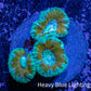 Ultra Acan Coral - Micromussa Lordhowensis - Acan Frag WYSIWYG Ultra Acan Coral - Micromussa Lordhowensis - Acan Frag WYSIWYG LPS Coral Ultra Acan Coral - Micromussa Lordhowensis - Acan Frag WYSIWYG Zeo Box Reef