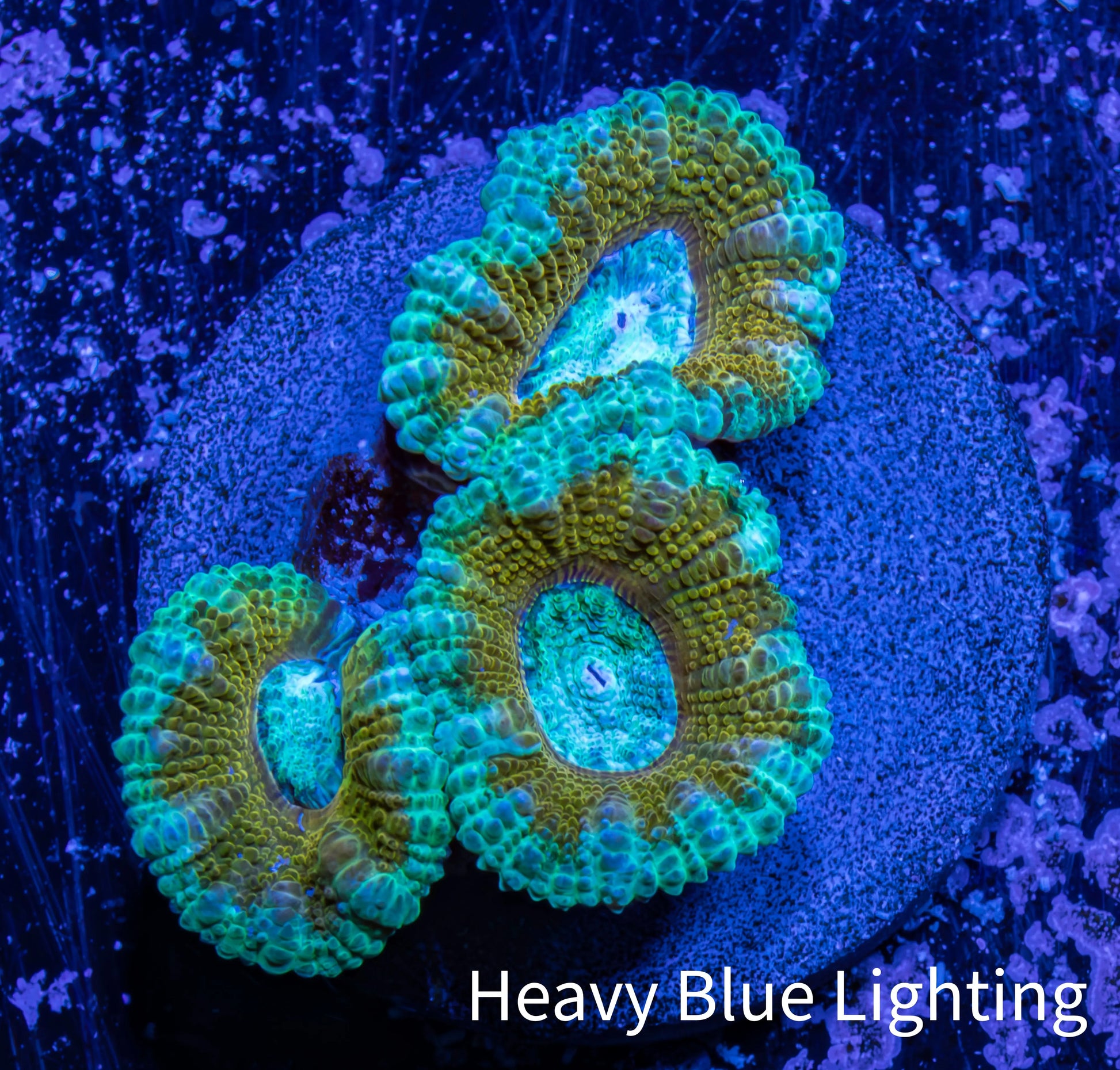 Ultra Acan Coral - Micromussa Lordhowensis - Acan Frag WYSIWYG Ultra Acan Coral - Micromussa Lordhowensis - Acan Frag WYSIWYG LPS Coral Ultra Acan Coral - Micromussa Lordhowensis - Acan Frag WYSIWYG Zeo Box Reef