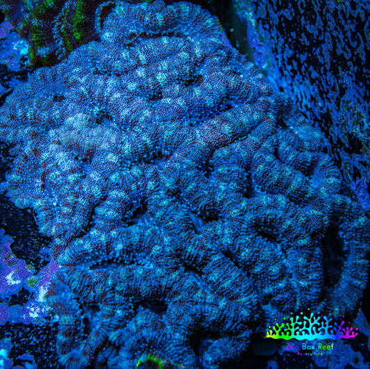 Ultra Acan Coral - Micromussa Lordhowensis - Acan WYSIWYG 10cm C1R2B1 Ultra Acan Coral - Micromussa Lordhowensis - Acan WYSIWYG 10cm C1R2B1 LPS Coral Ultra Acan Coral - Micromussa Lordhowensis - Acan WYSIWYG 10cm C1R2B1 Zeo Box Reef