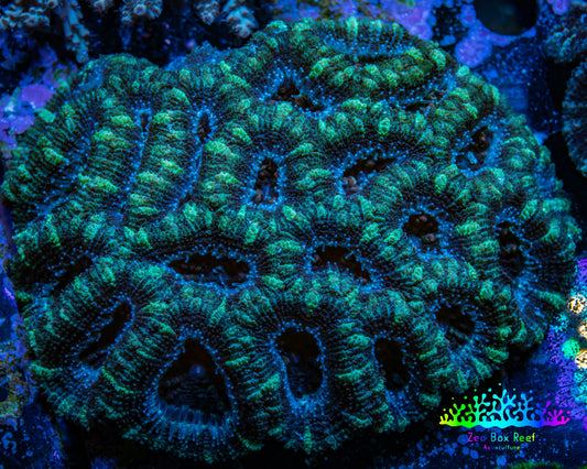 Ultra Acan Coral - Micromussa Lordhowensis - Acan WYSIWYG 10cm Ultra Acan Coral - Micromussa Lordhowensis - Acan WYSIWYG 10cm LPS Coral Ultra Acan Coral - Micromussa Lordhowensis - Acan WYSIWYG 10cm Zeo Box Reef