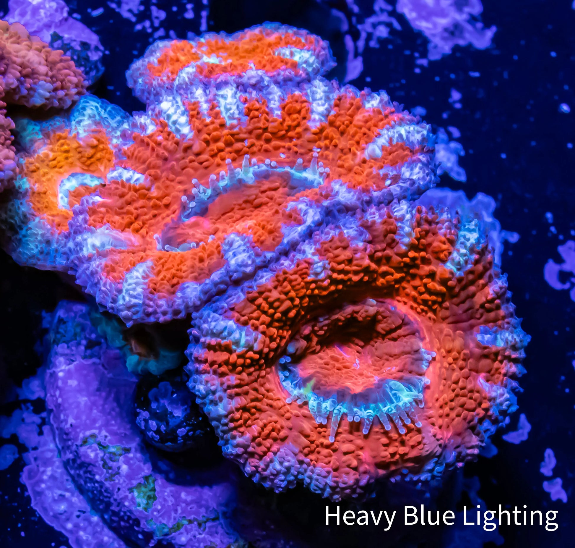 Ultra Acan Coral - Micromussa Lordhowensis - Acan WYSIWYG 3cm Ultra Acan Coral - Micromussa Lordhowensis - Acan WYSIWYG 3cm LPS Coral Ultra Acan Coral - Micromussa Lordhowensis - Acan WYSIWYG 3cm Zeo Box Reef
