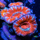 Ultra Acan Coral - Micromussa Lordhowensis - Acan WYSIWYG 3cm Ultra Acan Coral - Micromussa Lordhowensis - Acan WYSIWYG 3cm LPS Coral Ultra Acan Coral - Micromussa Lordhowensis - Acan WYSIWYG 3cm Zeo Box Reef