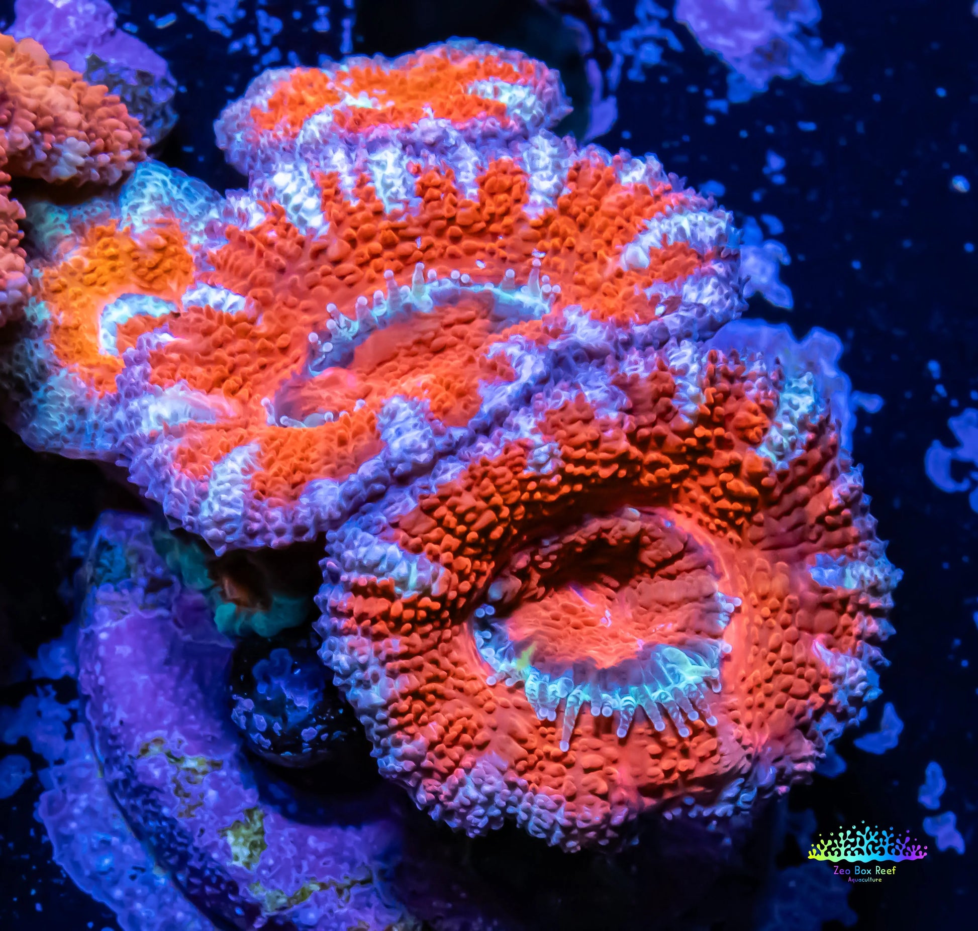 Ultra Acan Coral - Micromussa Lordhowensis - Acan WYSIWYG 3cm Ultra Acan Coral - Micromussa Lordhowensis - Acan WYSIWYG 3cm LPS Coral Ultra Acan Coral - Micromussa Lordhowensis - Acan WYSIWYG 3cm Zeo Box Reef