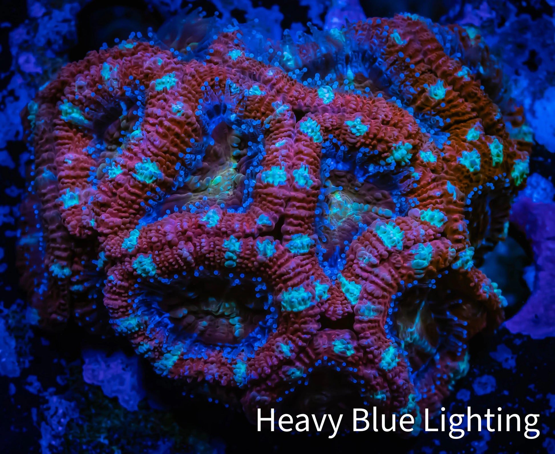 Ultra Acan Coral - Micromussa Lordhowensis - Acan WYSIWYG 4cm Ultra Acan Coral - Micromussa Lordhowensis - Acan WYSIWYG 4cm LPS Coral Ultra Acan Coral - Micromussa Lordhowensis - Acan WYSIWYG 4cm Zeo Box Reef