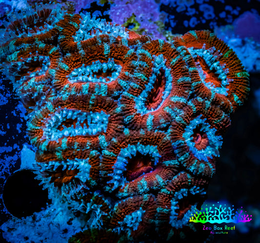 Ultra Acan Coral - Micromussa Lordhowensis - Acan WYSIWYG 5cm F10R1B1 Ultra Acan Coral - Micromussa Lordhowensis - Acan WYSIWYG 5cm F10R1B1 LPS Coral Ultra Acan Coral - Micromussa Lordhowensis - Acan WYSIWYG 5cm F10R1B1 Zeo Box Reef