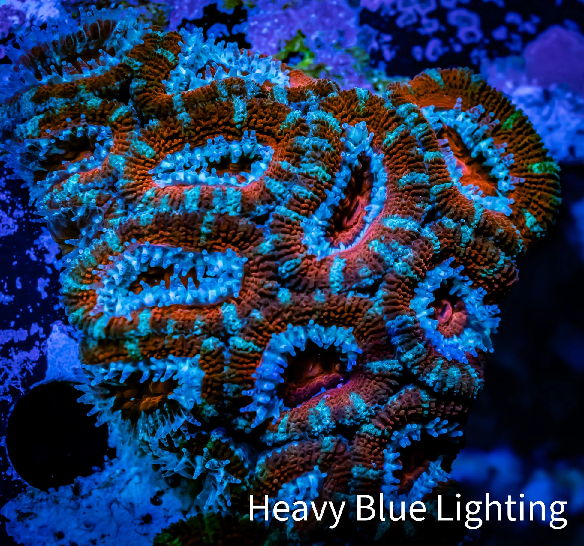 Ultra Acan Coral - Micromussa Lordhowensis - Acan WYSIWYG 5cm F10R1B1 Ultra Acan Coral - Micromussa Lordhowensis - Acan WYSIWYG 5cm F10R1B1 LPS Coral Ultra Acan Coral - Micromussa Lordhowensis - Acan WYSIWYG 5cm F10R1B1 Zeo Box Reef