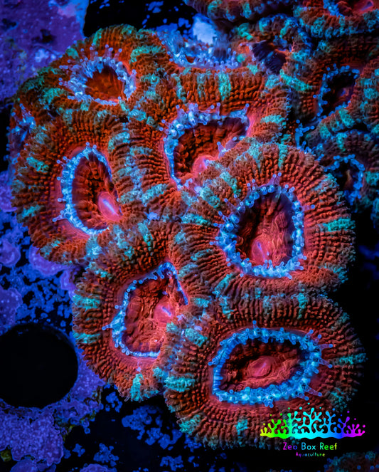 Ultra Acan Coral - Micromussa Lordhowensis - Acan WYSIWYG 5cm F4R1B1 Ultra Acan Coral - Micromussa Lordhowensis - Acan WYSIWYG 5cm F4R1B1 LPS Coral Ultra Acan Coral - Micromussa Lordhowensis - Acan WYSIWYG 5cm F4R1B1 Zeo Box Reef