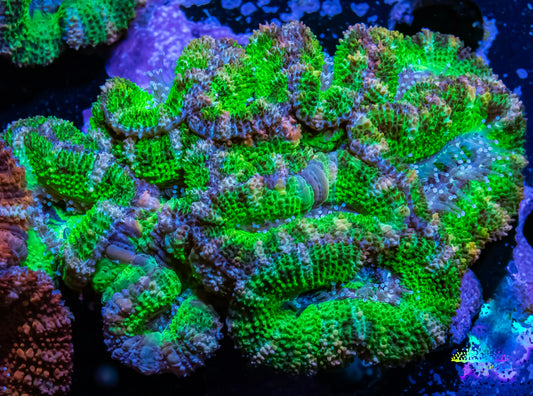 Ultra Acan Coral - Micromussa Lordhowensis - Acan WYSIWYG 5cm Ultra Acan Coral - Micromussa Lordhowensis - Acan WYSIWYG 5cm LPS Coral Ultra Acan Coral - Micromussa Lordhowensis - Acan WYSIWYG 5cm Zeo Box Reef