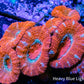 Ultra Acan Coral - Micromussa Lordhowensis - Acan WYSIWYG 5cm Ultra Acan Coral - Micromussa Lordhowensis - Acan WYSIWYG 5cm LPS Coral Ultra Acan Coral - Micromussa Lordhowensis - Acan WYSIWYG 5cm Zeo Box Reef