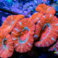 Ultra Acan Coral - Micromussa Lordhowensis - Acan WYSIWYG 5cm Ultra Acan Coral - Micromussa Lordhowensis - Acan WYSIWYG 5cm LPS Coral Ultra Acan Coral - Micromussa Lordhowensis - Acan WYSIWYG 5cm Zeo Box Reef