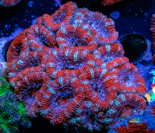 Ultra Acan Coral - Micromussa Lordhowensis - Acan WYSIWYG 5cm Ultra Acan Coral - Micromussa Lordhowensis - Acan WYSIWYG 5cm LPS Coral Ultra Acan Coral - Micromussa Lordhowensis - Acan WYSIWYG 5cm Zeo Box Reef