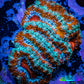 Ultra Acan Coral - Micromussa Lordhowensis - Acan WYSIWYG 5cm Ultra Acan Coral - Micromussa Lordhowensis - Acan WYSIWYG 5cm LPS Coral Ultra Acan Coral - Micromussa Lordhowensis - Acan WYSIWYG 5cm Zeo Box Reef