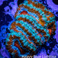 Ultra Acan Coral - Micromussa Lordhowensis - Acan WYSIWYG 5cm Ultra Acan Coral - Micromussa Lordhowensis - Acan WYSIWYG 5cm LPS Coral Ultra Acan Coral - Micromussa Lordhowensis - Acan WYSIWYG 5cm Zeo Box Reef