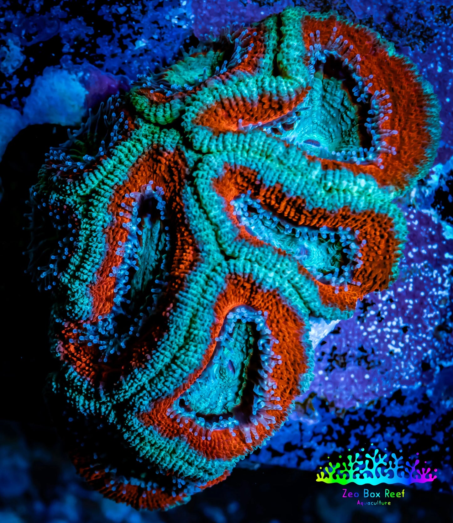 Ultra Acan Coral - Micromussa Lordhowensis - Acan WYSIWYG 5cm Ultra Acan Coral - Micromussa Lordhowensis - Acan WYSIWYG 5cm LPS Coral Ultra Acan Coral - Micromussa Lordhowensis - Acan WYSIWYG 5cm Zeo Box Reef