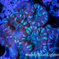 Ultra Acan Coral - Micromussa Lordhowensis - Acan WYSIWYG 5cm Ultra Acan Coral - Micromussa Lordhowensis - Acan WYSIWYG 5cm LPS Coral Ultra Acan Coral - Micromussa Lordhowensis - Acan WYSIWYG 5cm Zeo Box Reef