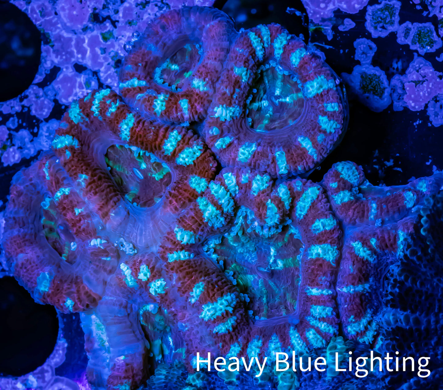 Ultra Acan Coral - Micromussa Lordhowensis - Acan WYSIWYG 5cm Ultra Acan Coral - Micromussa Lordhowensis - Acan WYSIWYG 5cm LPS Coral Ultra Acan Coral - Micromussa Lordhowensis - Acan WYSIWYG 5cm Zeo Box Reef