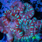 Ultra Acan Coral - Micromussa Lordhowensis - Acan WYSIWYG 5cm Ultra Acan Coral - Micromussa Lordhowensis - Acan WYSIWYG 5cm LPS Coral Ultra Acan Coral - Micromussa Lordhowensis - Acan WYSIWYG 5cm Zeo Box Reef