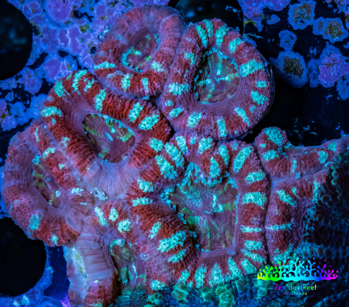 Ultra Acan Coral - Micromussa Lordhowensis - Acan WYSIWYG 5cm Ultra Acan Coral - Micromussa Lordhowensis - Acan WYSIWYG 5cm LPS Coral Ultra Acan Coral - Micromussa Lordhowensis - Acan WYSIWYG 5cm Zeo Box Reef