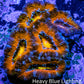Ultra Acan Coral - Micromussa Lordhowensis - Acan WYSIWYG 5cm Ultra Acan Coral - Micromussa Lordhowensis - Acan WYSIWYG 5cm LPS Coral Ultra Acan Coral - Micromussa Lordhowensis - Acan WYSIWYG 5cm Zeo Box Reef