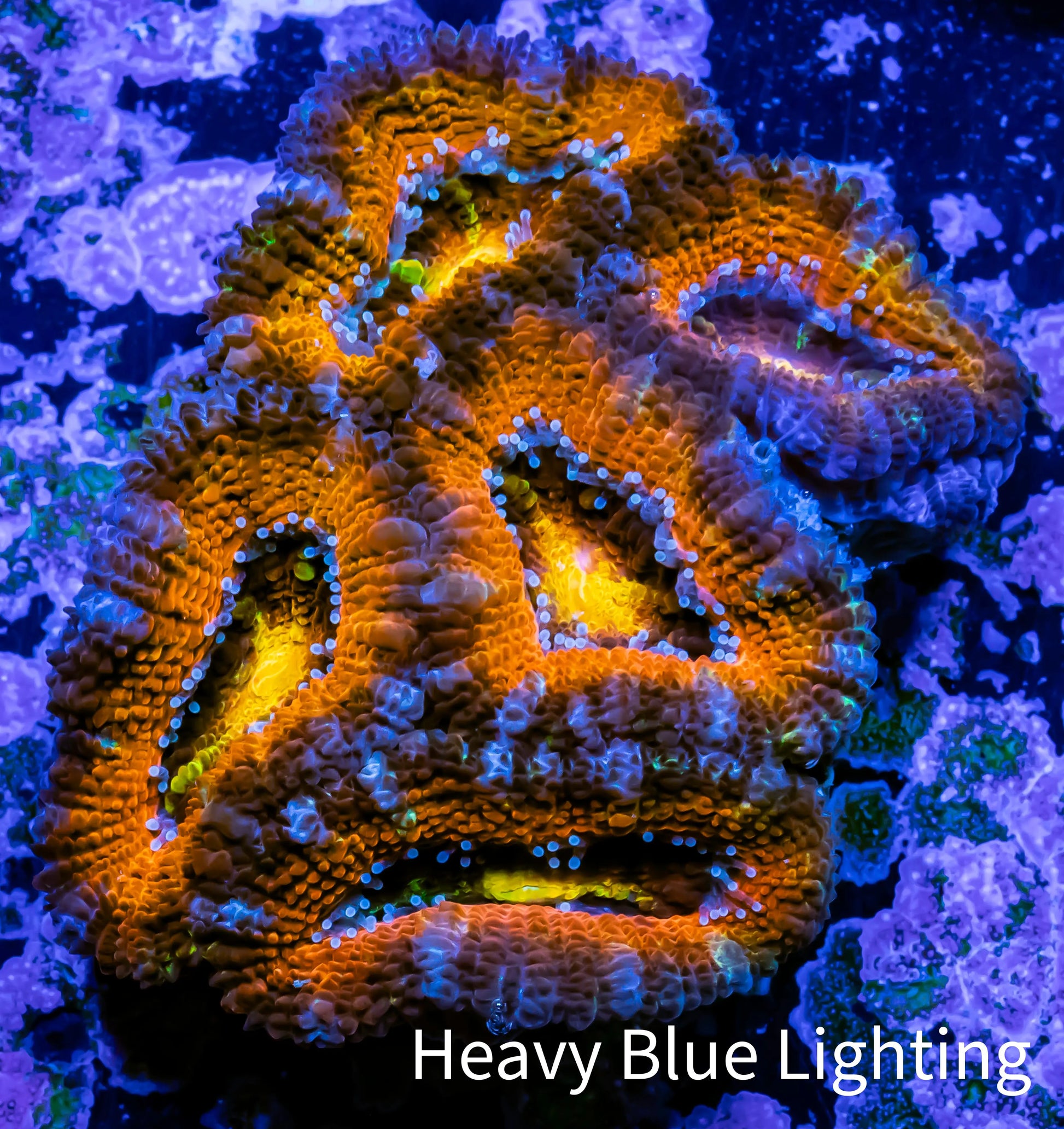 Ultra Acan Coral - Micromussa Lordhowensis - Acan WYSIWYG 5cm Ultra Acan Coral - Micromussa Lordhowensis - Acan WYSIWYG 5cm LPS Coral Ultra Acan Coral - Micromussa Lordhowensis - Acan WYSIWYG 5cm Zeo Box Reef