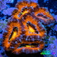 Ultra Acan Coral - Micromussa Lordhowensis - Acan WYSIWYG 5cm Ultra Acan Coral - Micromussa Lordhowensis - Acan WYSIWYG 5cm LPS Coral Ultra Acan Coral - Micromussa Lordhowensis - Acan WYSIWYG 5cm Zeo Box Reef