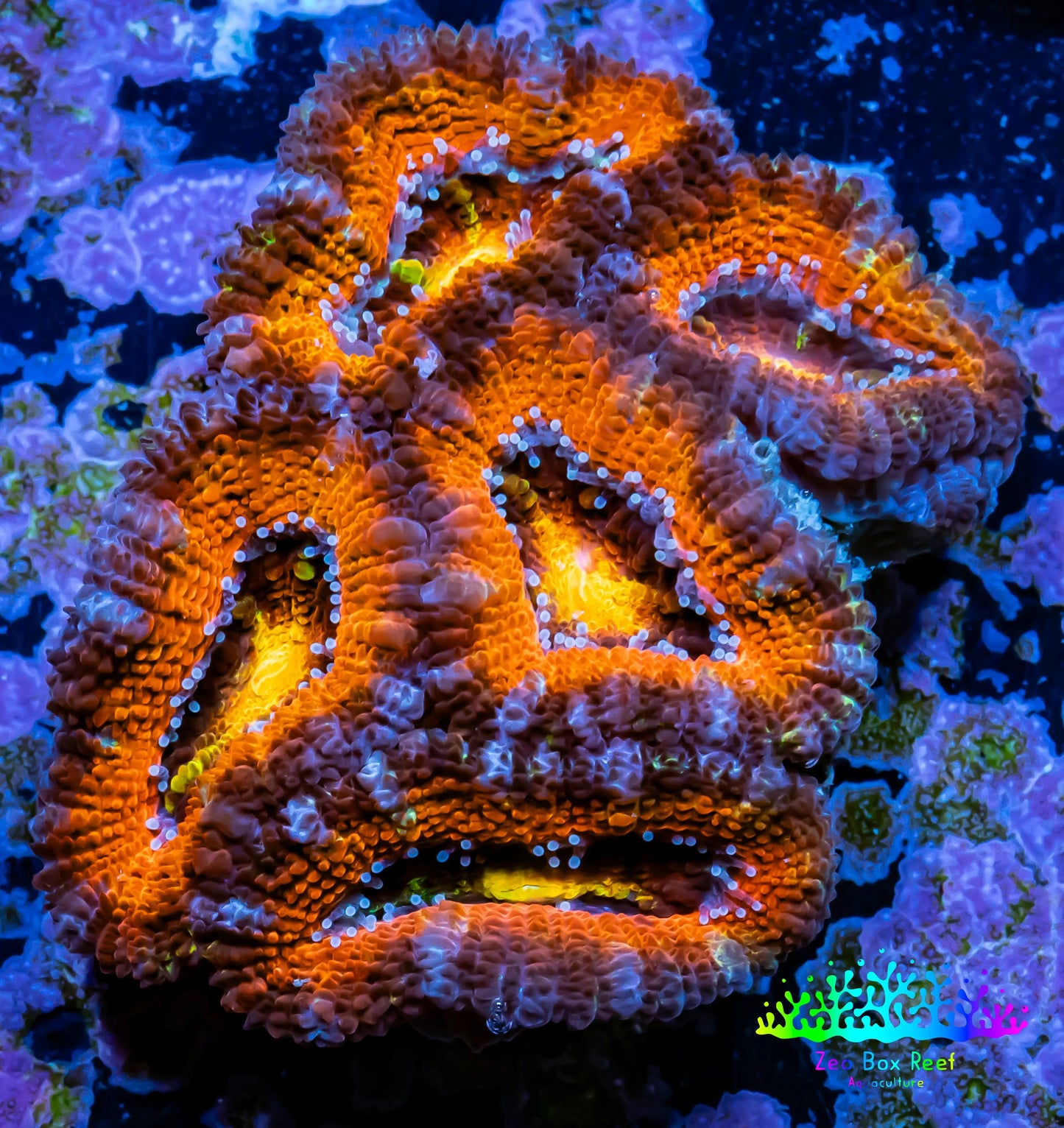Ultra Acan Coral - Micromussa Lordhowensis - Acan WYSIWYG 5cm Ultra Acan Coral - Micromussa Lordhowensis - Acan WYSIWYG 5cm LPS Coral Ultra Acan Coral - Micromussa Lordhowensis - Acan WYSIWYG 5cm Zeo Box Reef