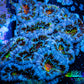 Ultra Acan Coral - Micromussa Lordhowensis - Acan WYSIWYG 5cm Ultra Acan Coral - Micromussa Lordhowensis - Acan WYSIWYG 5cm LPS Coral Ultra Acan Coral - Micromussa Lordhowensis - Acan WYSIWYG 5cm Zeo Box Reef