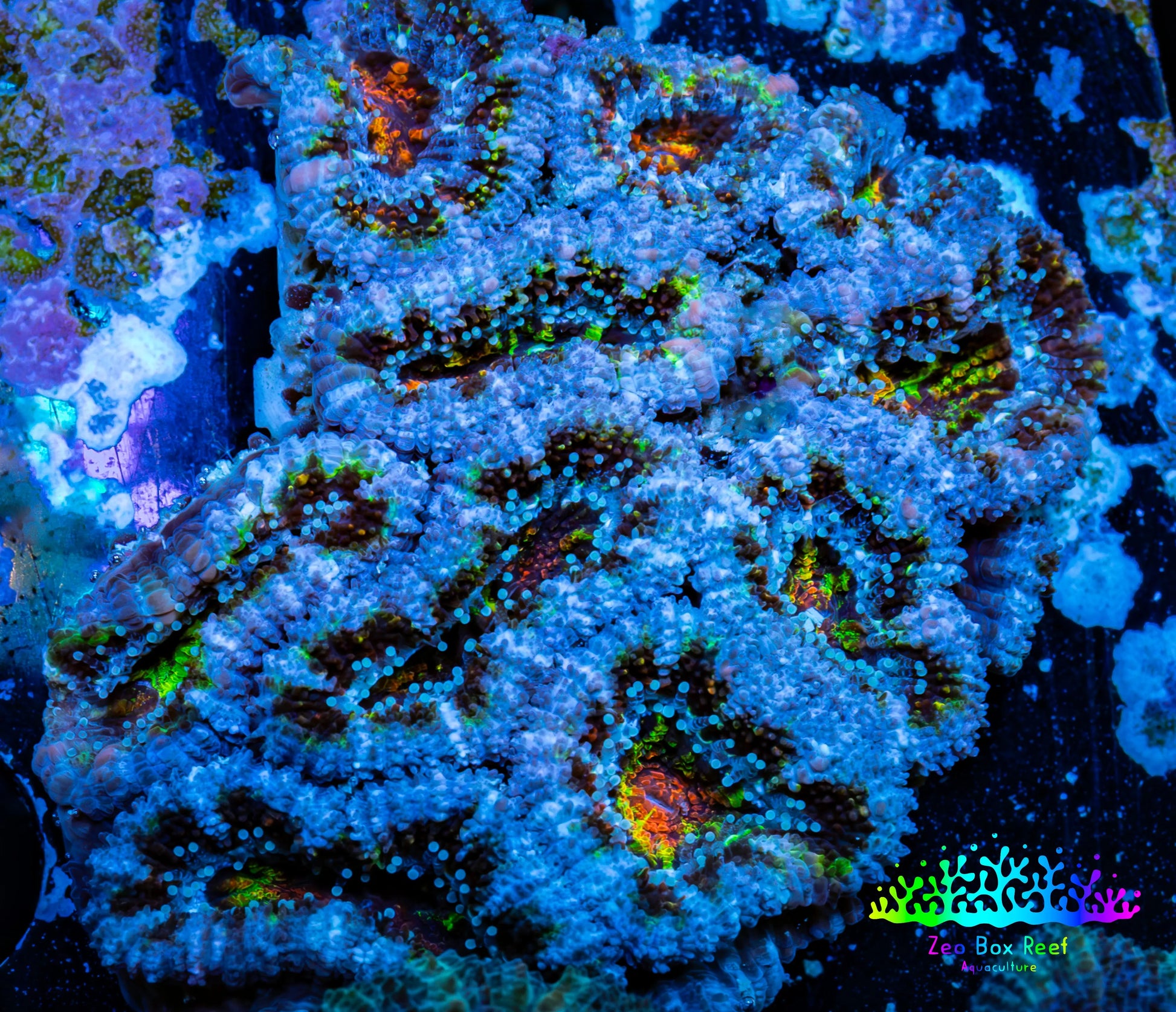 Ultra Acan Coral - Micromussa Lordhowensis - Acan WYSIWYG 5cm Ultra Acan Coral - Micromussa Lordhowensis - Acan WYSIWYG 5cm LPS Coral Ultra Acan Coral - Micromussa Lordhowensis - Acan WYSIWYG 5cm Zeo Box Reef