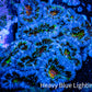 Ultra Acan Coral - Micromussa Lordhowensis - Acan WYSIWYG 5cm Ultra Acan Coral - Micromussa Lordhowensis - Acan WYSIWYG 5cm LPS Coral Ultra Acan Coral - Micromussa Lordhowensis - Acan WYSIWYG 5cm Zeo Box Reef