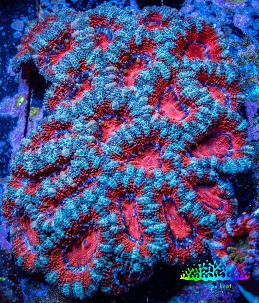 Ultra Acan Coral - Micromussa Lordhowensis - Acan WYSIWYG 6cm A11R3B1 Ultra Acan Coral - Micromussa Lordhowensis - Acan WYSIWYG 6cm A11R3B1 LPS Coral Ultra Acan Coral - Micromussa Lordhowensis - Acan WYSIWYG 6cm A11R3B1 Zeo Box Reef