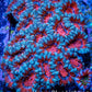 Ultra Acan Coral - Micromussa Lordhowensis - Acan WYSIWYG 6cm A11R3B1 Ultra Acan Coral - Micromussa Lordhowensis - Acan WYSIWYG 6cm A11R3B1 LPS Coral Ultra Acan Coral - Micromussa Lordhowensis - Acan WYSIWYG 6cm A11R3B1 Zeo Box Reef