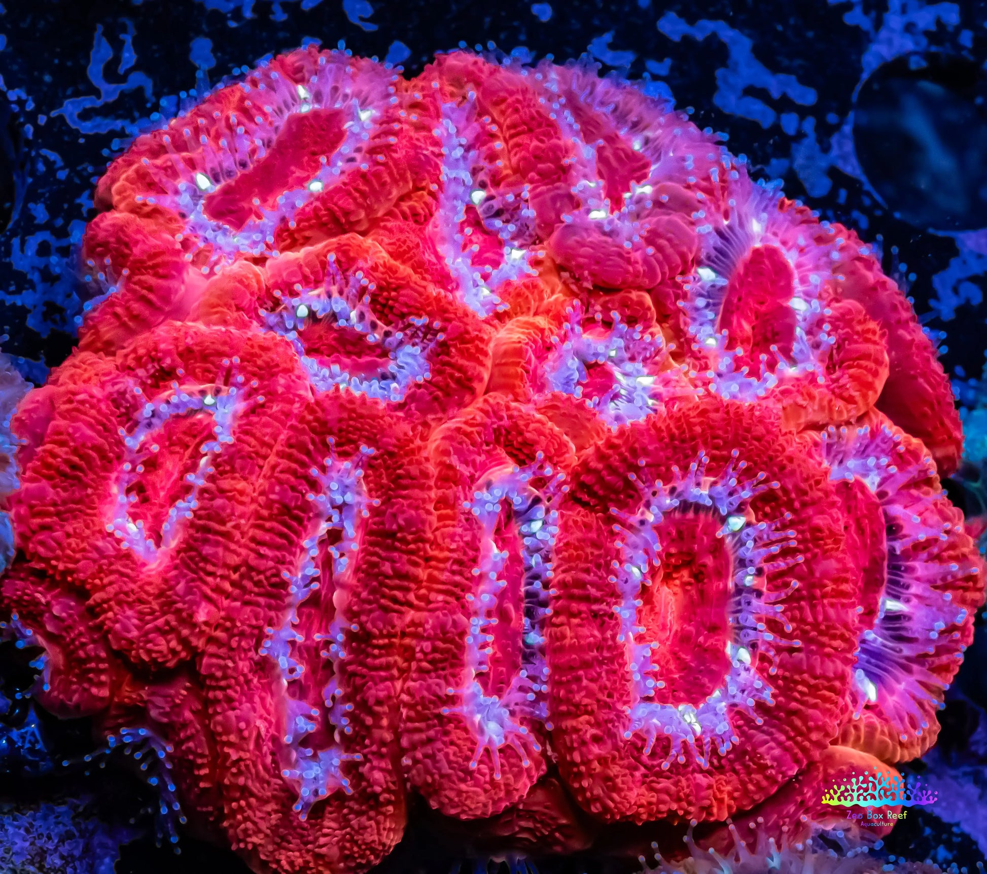 Ultra Acan Coral - Micromussa Lordhowensis - Acan WYSIWYG 6cm A1R2B1 ...