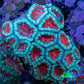 Ultra Acan Coral - Micromussa Lordhowensis - Acan WYSIWYG 6cm A2R3B1 Ultra Acan Coral - Micromussa Lordhowensis - Acan WYSIWYG 6cm A2R3B1 LPS Coral Ultra Acan Coral - Micromussa Lordhowensis - Acan WYSIWYG 6cm A2R3B1 Zeo Box Reef