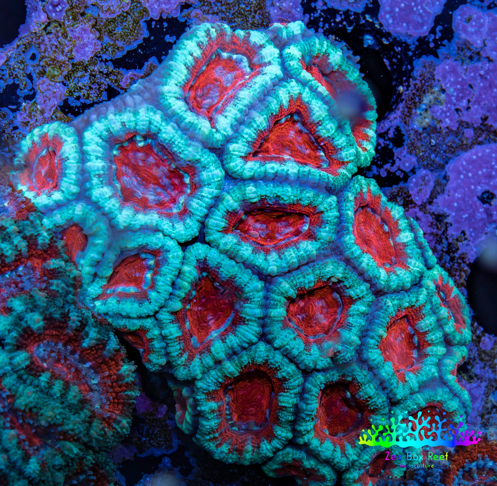 Ultra Acan Coral - Micromussa Lordhowensis - Acan WYSIWYG 6cm A2R3B1 Ultra Acan Coral - Micromussa Lordhowensis - Acan WYSIWYG 6cm A2R3B1 LPS Coral Ultra Acan Coral - Micromussa Lordhowensis - Acan WYSIWYG 6cm A2R3B1 Zeo Box Reef