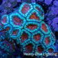 Ultra Acan Coral - Micromussa Lordhowensis - Acan WYSIWYG 6cm A2R3B1 Ultra Acan Coral - Micromussa Lordhowensis - Acan WYSIWYG 6cm A2R3B1 LPS Coral Ultra Acan Coral - Micromussa Lordhowensis - Acan WYSIWYG 6cm A2R3B1 Zeo Box Reef