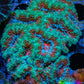 Ultra Acan Coral - Micromussa Lordhowensis - Acan WYSIWYG 6cm A3R2B1 Ultra Acan Coral - Micromussa Lordhowensis - Acan WYSIWYG 6cm A3R2B1 LPS Coral Ultra Acan Coral - Micromussa Lordhowensis - Acan WYSIWYG 6cm A3R2B1 Zeo Box Reef