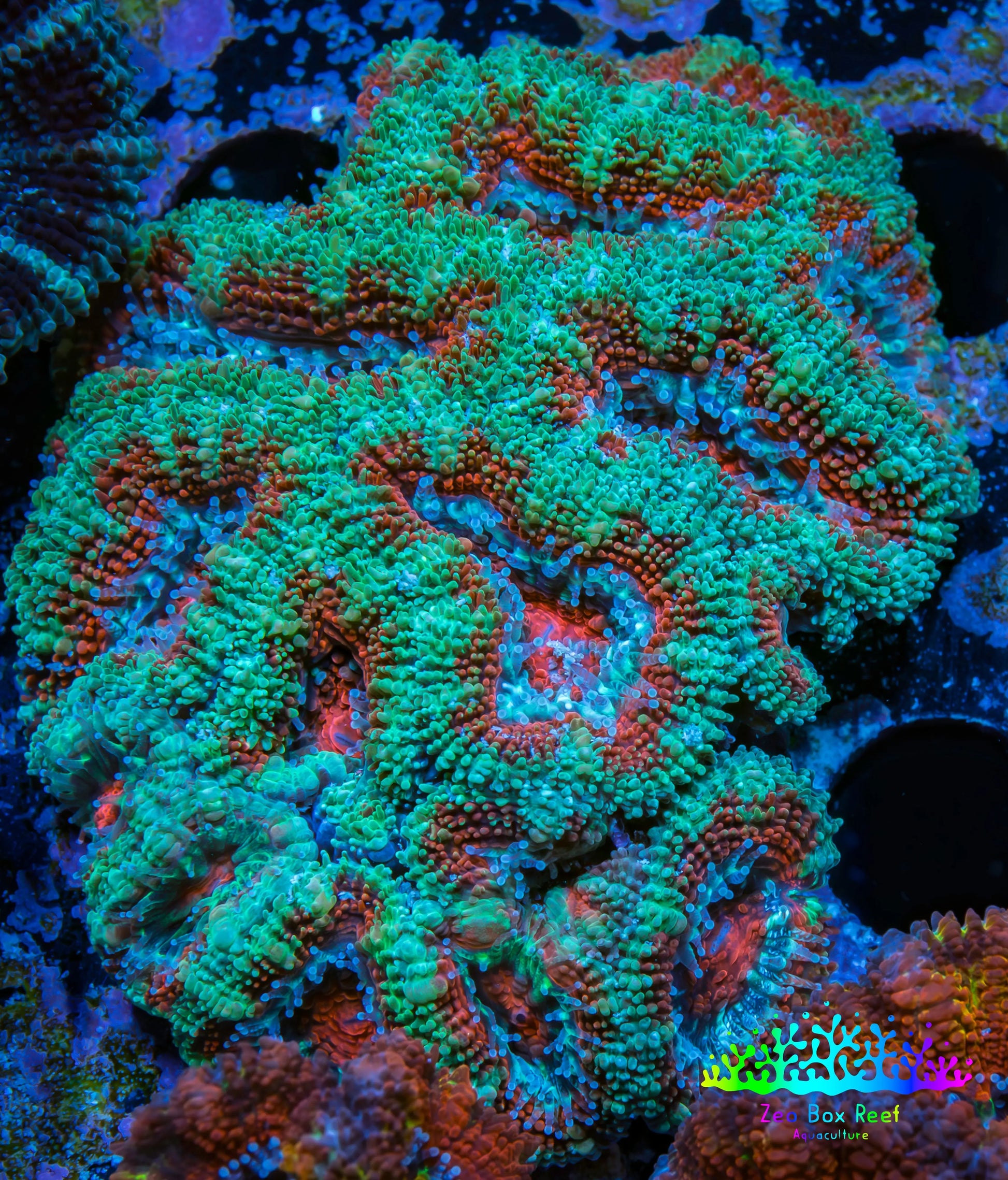 Ultra Acan Coral - Micromussa Lordhowensis - Acan WYSIWYG 6cm A3R2B1 Ultra Acan Coral - Micromussa Lordhowensis - Acan WYSIWYG 6cm A3R2B1 LPS Coral Ultra Acan Coral - Micromussa Lordhowensis - Acan WYSIWYG 6cm A3R2B1 Zeo Box Reef