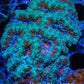 Ultra Acan Coral - Micromussa Lordhowensis - Acan WYSIWYG 6cm A3R2B1 Ultra Acan Coral - Micromussa Lordhowensis - Acan WYSIWYG 6cm A3R2B1 LPS Coral Ultra Acan Coral - Micromussa Lordhowensis - Acan WYSIWYG 6cm A3R2B1 Zeo Box Reef